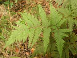 Parapolystichum microsorum. Adaxial surface of mature frond.
 Image: L.R. Perrie © Leon Perrie CC BY-NC 3.0 NZ